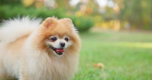 Happy Little Cute Fluffy Pedigree Pomeranian Dog Walking Outdoor Park — Stock Video