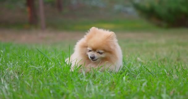 Happy Little Cute Fluffy Pedigree Pomeranian Dog Comiendo Hierba Fresca — Vídeos de Stock