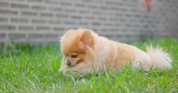 Happy Little Cute Fluffy Pedigree Pomeranian Dog Comiendo Hierba Fresca — Vídeo de stock