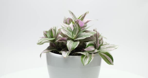 Potted Tradescantia Huisplant Witte Pot Lichtgrijze Achtergrond — Stockvideo
