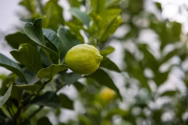 Lime tree with fruits - natural organic green lemon on lemon tree outdoor.