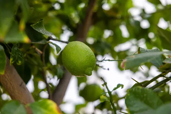 Limetka Ovocem Přírodní Organický Zelený Citron Citroníku Venkovní — Stock fotografie