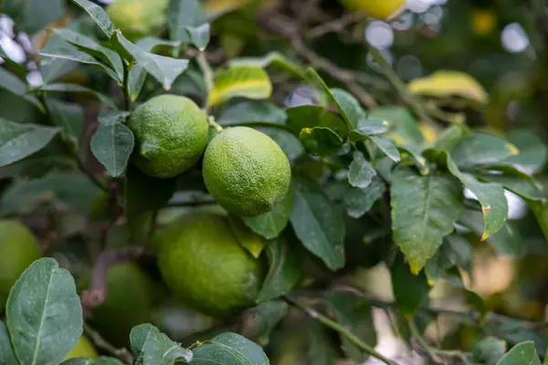 Lime tree with fruits - natural organic green lemon on lemon tree outdoor.