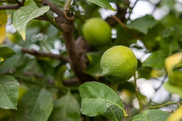 Lipa Owocami Naturalna Zielona Cytryna Drzewie Cytrynowym Świeżym Powietrzu — Zdjęcie stockowe