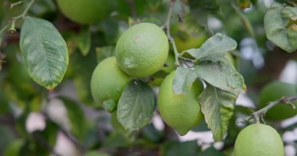 Meyveli Limon Ağacı Limon Ağacında Doğal Organik Yeşil Limon Dci — Stok video