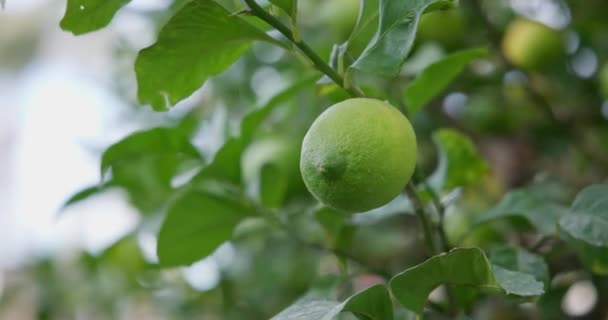 Tilleul Aux Fruits Citron Vert Bio Naturel Sur Citronnier Plein — Video