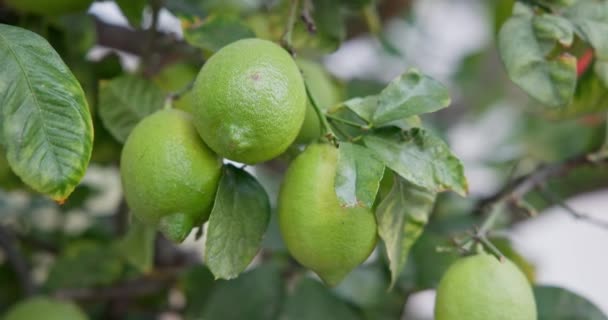 Tilleul Aux Fruits Citron Vert Bio Naturel Sur Citronnier Plein — Video