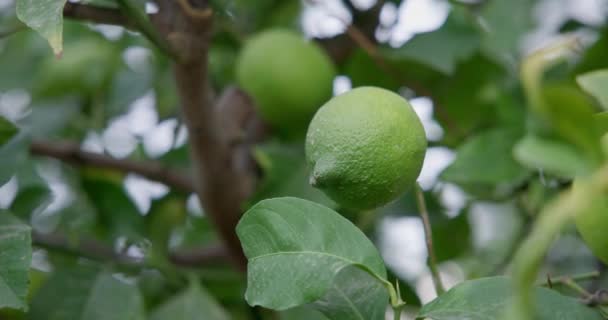 Вапняне Дерево Фруктами Натуральний Органічний Зелений Лимон Лимонному Дереві Відкритому — стокове відео