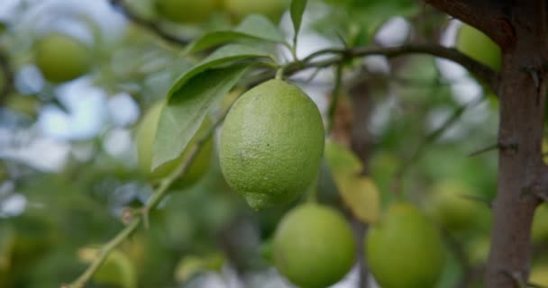 Вапняне Дерево Фруктами Натуральний Органічний Зелений Лимон Лимонному Дереві Відкритому — стокове відео