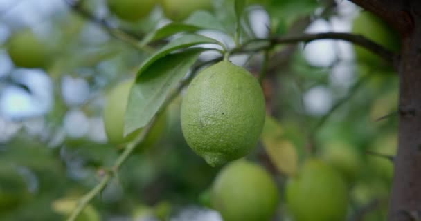 Meyveli Limon Ağacı Limon Ağacında Doğal Organik Yeşil Limon Dci — Stok video