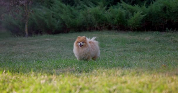 Happy Little Cute Fluffy Pedigree Pomeranian Dog Paseando Aire Libre — Vídeos de Stock