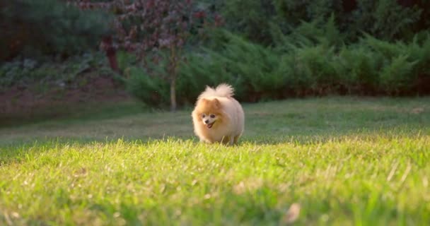 Minik Şirin Tüylü Pomeranian Köpeği Çimlerin Üzerinde Parkta Yürüyor Dci — Stok video