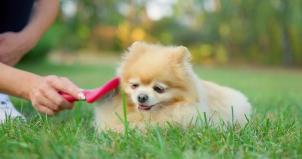 Woman Brushing Her Happy Little Cute Fluffy Pedigree Pomeranian Dog — Stock Video