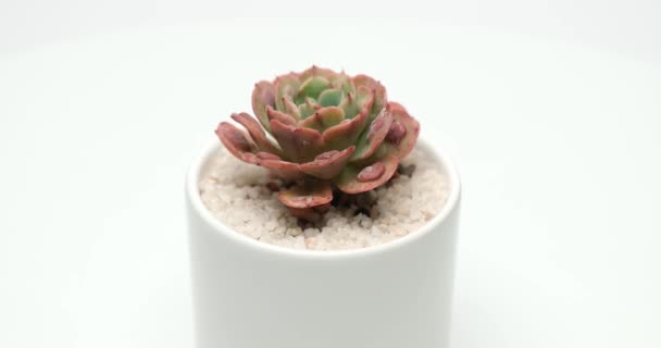 白色背景的白色瓷壶中的盆栽雪佛兰肉质室内植物 — 图库视频影像