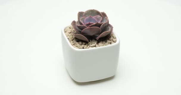 Sukkulente Zimmerpflanze Echeveria Weißem Keramiktopf Auf Weißem Hintergrund — Stockvideo
