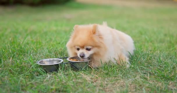 Happy Little Cute Fluffy Pedigree Pomeranian Σκύλος Τρώει Φαγητό Από — Αρχείο Βίντεο