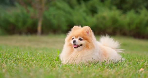 Minik Sevimli Tüylü Pomeranian Köpeği Çimlerin Üzerinde Parkta Dinleniyor Dci — Stok video