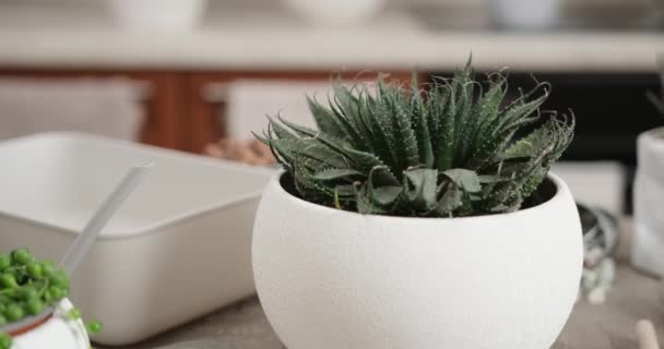 屋内テーブルの上の白い陶磁器の鍋に点検されたアロエアリストタの家の植物 — ストック動画