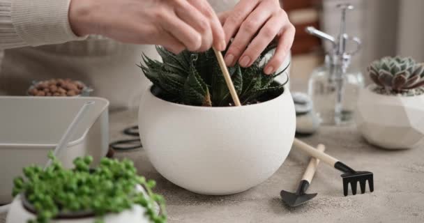 屋内テーブルの上の白い陶磁器の鍋に点検されたアロエアリストタの家の植物 — ストック動画