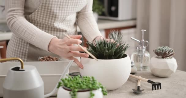 Topfpflanze Aloe Aristata Weißen Keramiktopf Auf Einem Tisch Haus — Stockvideo