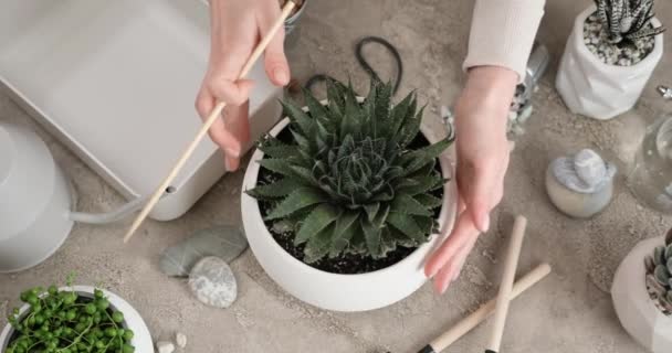 Potted Aloe Aristata House Plant White Ceramic Pot Table Indoors — Stock Video