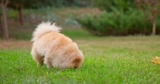 Happy Little Cute Fluffy Pedigree Pomeranian Dog Περπάτημα Υπαίθριο Χώρο — Αρχείο Βίντεο