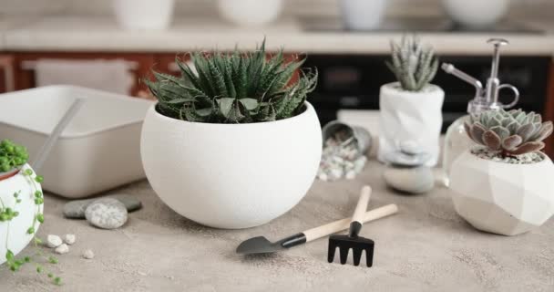 Topfpflanze Aloe Aristata Weißen Keramiktopf Auf Einem Tisch Haus — Stockvideo