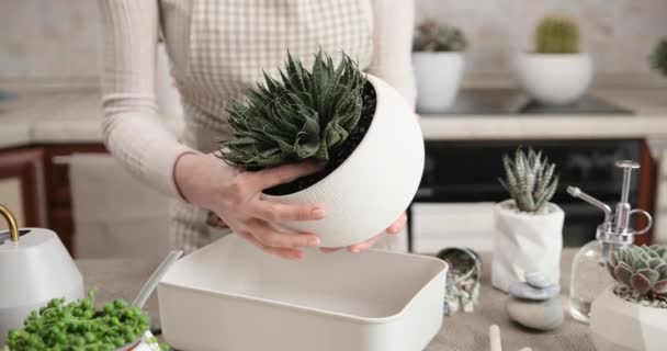 Woman Holding Aloe Aristata House Plant Roots Replanting — Stock Video