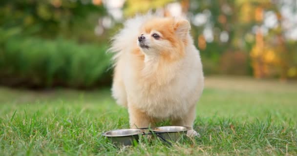 快乐的小可爱毛绒绒血统的波美拉尼亚犬在公园的草坪上吃碗里的食物 Dci 2X慢动作 — 图库视频影像