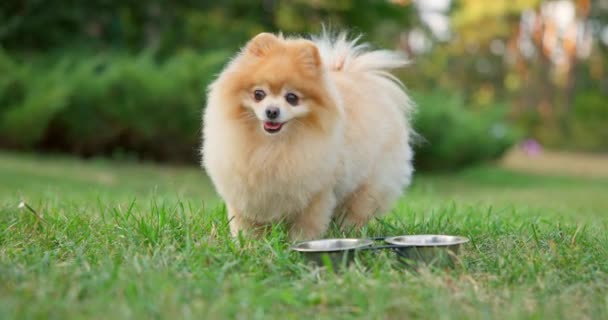 ハッピーリトルかわいいふわふわペディグリーポメラニアン犬は芝生の公園の屋外のボールから食べ物を食べます Dci 2Xスローモーション — ストック動画