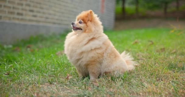 Minik Şirin Tüylü Pomeranian Köpeği Çimlerin Üzerinde Parkta Yürüyor Dci — Stok video