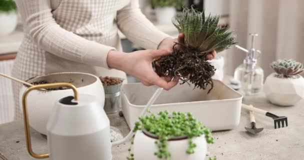 Frau Hält Aloe Aristata Zimmerpflanze Mit Wurzeln Für Die Wiederbepflanzung — Stockvideo