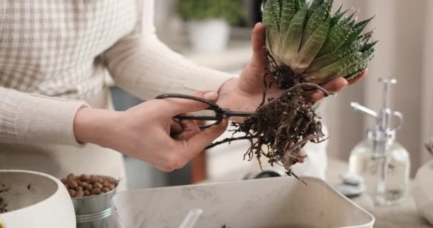 Žena Řezání Aloe Aristata Dům Kořeny Rostlin Před Výsadbou — Stock video