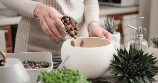 アロエ アリストラタの家の植物移植のための陶磁器の鍋に粘土の排水を加える女性 — ストック動画
