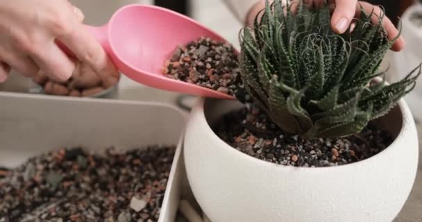 Mulher Adicionando Solo Panela Com Aloe Aristata Planta Casa Plantada — Vídeo de Stock