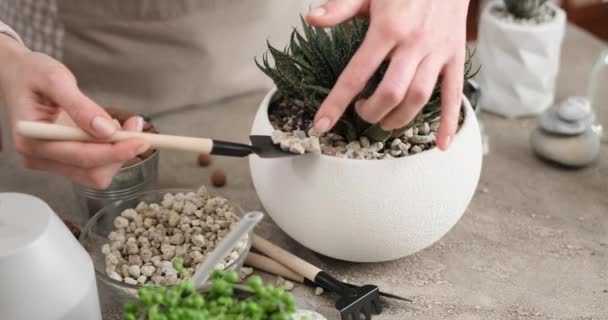 植えられたアロエアリストラタの家で鍋に土を加える女性 — ストック動画