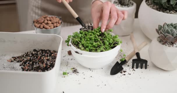 Woman Adding Soil Rooted Senecio Rowley House Plant Pot — Stock Video