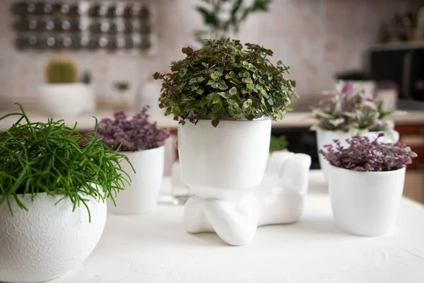 Human like ceramic flower planter with callisia Potted house plant as live stylizad hair.