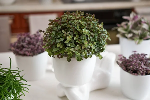 Human like ceramic flower planter with callisia Potted house plant as live stylizad hair.