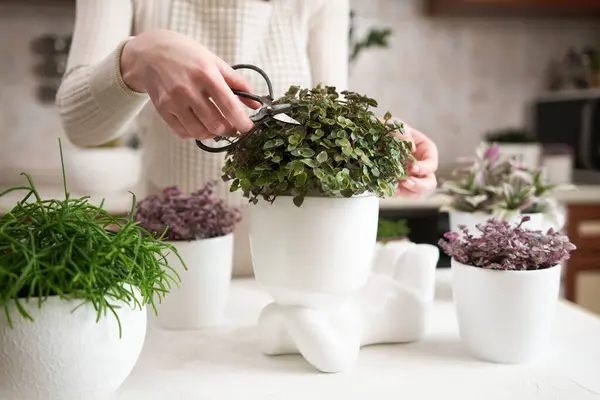 Woman cutting callisia Potted house plant in Human like ceramic flower planter.