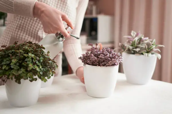 Woman spraying watering callisia Potted house plant in Human like ceramic flower planter.