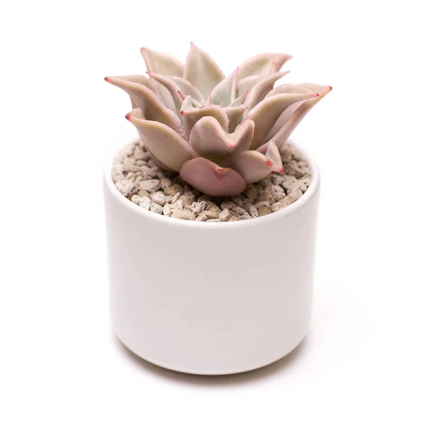 stock image Potted Echeveria succulent house plant in white ceramic pot on white background.