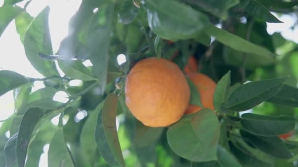 自然的有机橙子成熟于挂在树叶间树枝上的桔子树上 — 图库视频影像