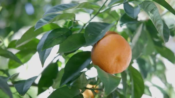 Doğal Organik Portakallar Yaprakların Arasında Dallarda Asılı Duran Portakal Ağacında — Stok video