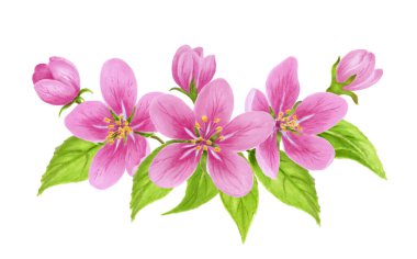 Spring apple tree pink flowers, buds, green leaves isolated on white background. Watercolor clipart for greeting card or invitation.