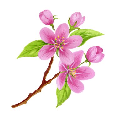 Spring apple tree pink flowers, buds, green leaves isolated on white background. Watercolor clipart for greeting card or invitation.