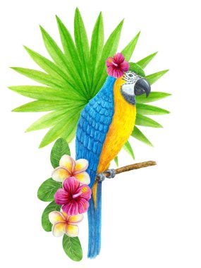 Tropikal çiçek buketi, frangipani ve fan palmiye yaprağıyla papağan Ara. Egzotik çiçek kompozisyonu, yaprakların suluboya resmi, çiçekler ve mavi-sarı papağan..