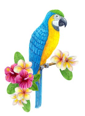Tropikal çiçek buketi ve frangipani ile papağan Ara. Egzotik çiçek kompozisyonu, yaprakların suluboya resmi, çiçekler ve mavi-sarı papağan..