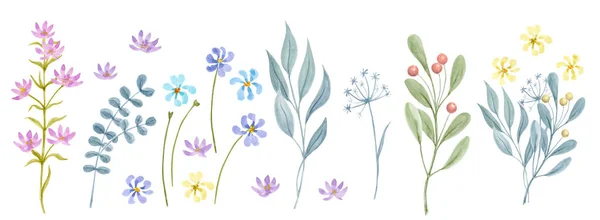 草原やフィールドの緑と花のセット 手描き水彩植物画 水彩の花のクリップ — ストック写真