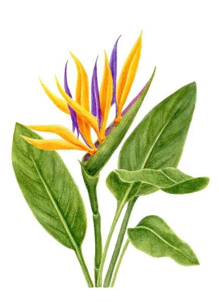 手は白い背景に隔離されたStrelitzia 楽園鳥の花と葉で水彩画を描きました 植物画 — ストック写真